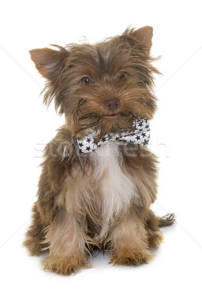 Stockfoto: Chocolade · puppy · yorkshire · terriër · witte · jonge