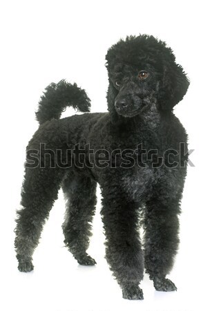 Stock photo: puppy newfoundland dog and glasses 