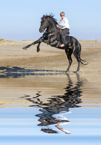 horsewoman and rearing stallion Stock photo © cynoclub