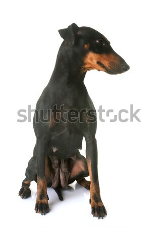 Stockfoto: Puppy · terriër · volwassen · witte · moeder