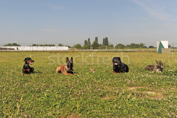 öt kutyák lefelé fű mező hideg Stock fotó © cynoclub