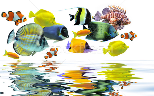 group of fishes Stock photo © cynoclub