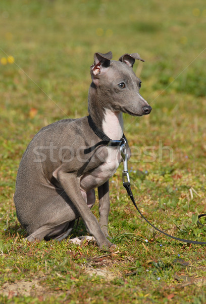 puppy purebred italian greyhound Stock photo © cynoclub