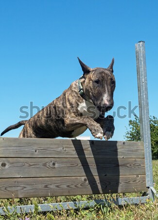 Stock foto: Springen · jungen · reinrassig · Hund · Sport