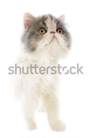 子猫 白 赤ちゃん 猫 頭 女性 ストックフォト © cynoclub