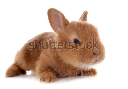 young rabbit Stock photo © cynoclub