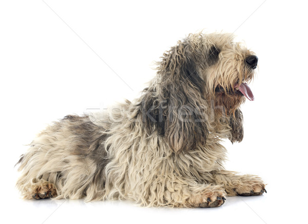 Stock photo: griffon vendeen