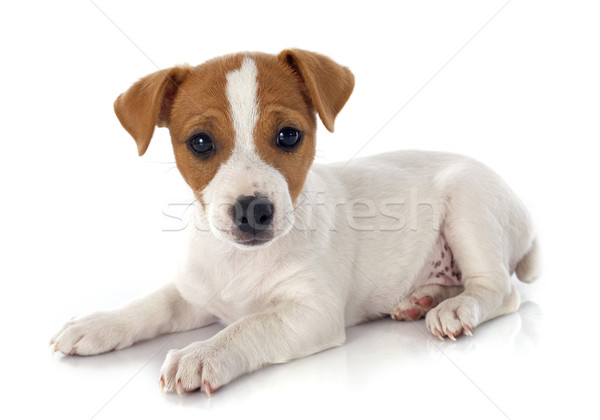 puppy jack russel terrier Stock photo © cynoclub