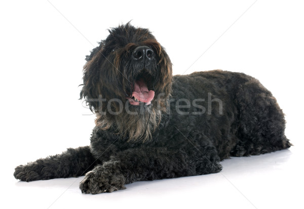 Bouvier des Flandres Stock photo © cynoclub