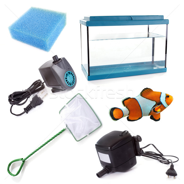 Stock foto: Aquarium · Ausrüstung · weiß · Fisch · Tier · Studio