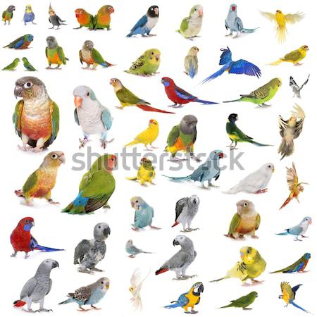 Foto stock: Grupo · animais · de · fazenda · branco · coelho · animal · estúdio