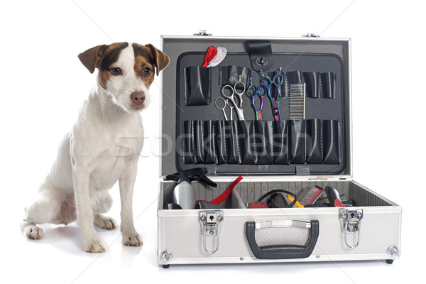 Terrier weiß Hund weiblichen Pinsel Studio Stock foto © cynoclub