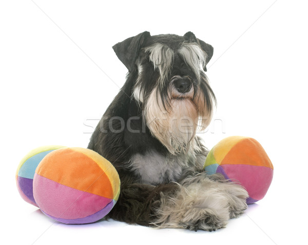 Foto stock: Blanco · negro · miniatura · schnauzer · estudio · juguete · negro