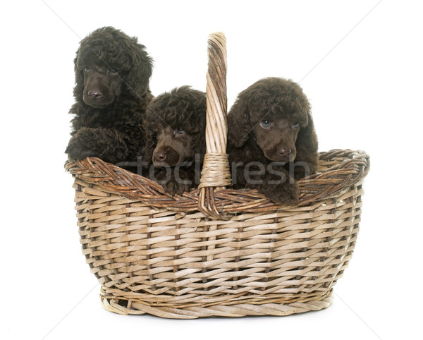 Stockfoto: Puppies · bruin · hond · haren · groep · speelgoed