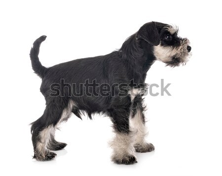 puppy afghan hound Stock photo © cynoclub