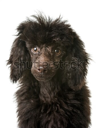 puppy afghan hound Stock photo © cynoclub