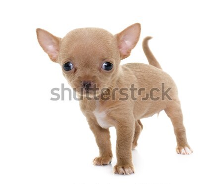 Chiot studio blanche animal fond blanc [[stock_photo]] © cynoclub