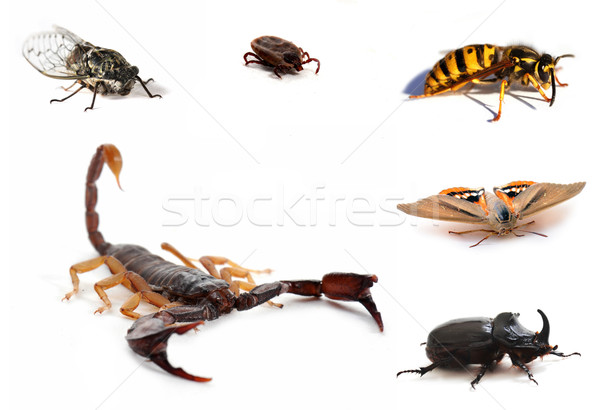 Braun Skorpion Insekten isoliert weiß Schwerpunkt Stock foto © cynoclub