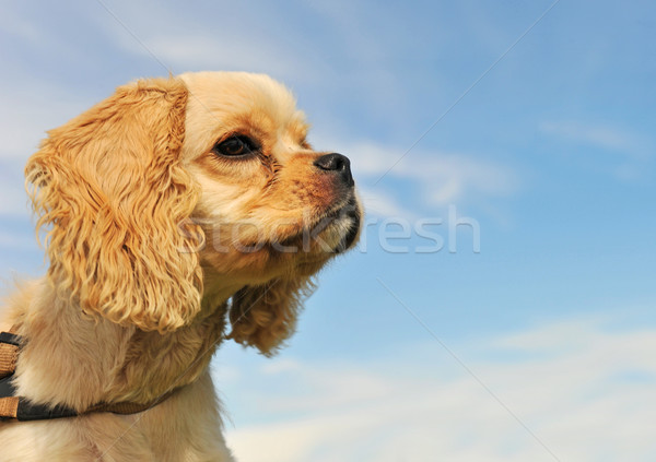 Puppy amerikaanse portret blauwe hemel hemel Stockfoto © cynoclub