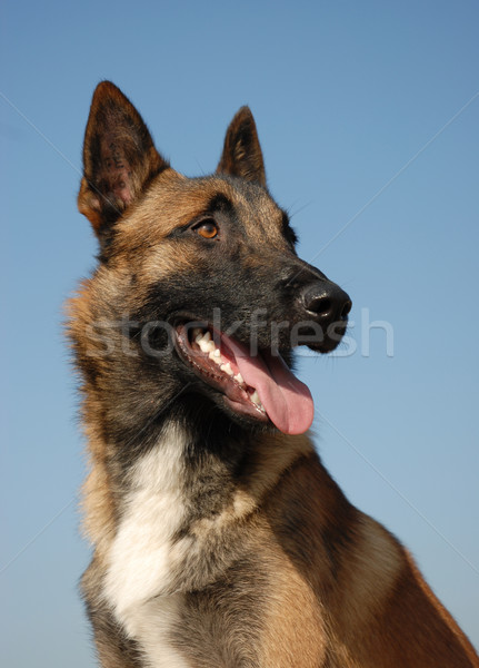 portrait of belgian shepherd Stock photo © cynoclub