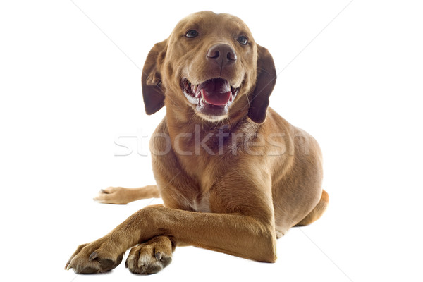 vizsla Stock photo © cynoclub