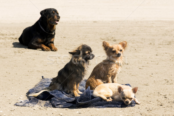 Foto stock: Playa · retrato · cute · rottweiler · verano