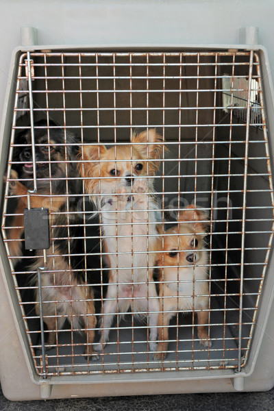 dogs in kennel Stock photo © cynoclub