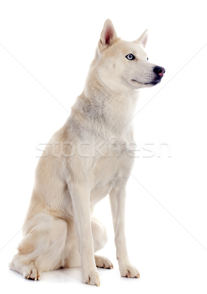 Husky portré gyönyörű fajtiszta kutya szemek Stock fotó © cynoclub