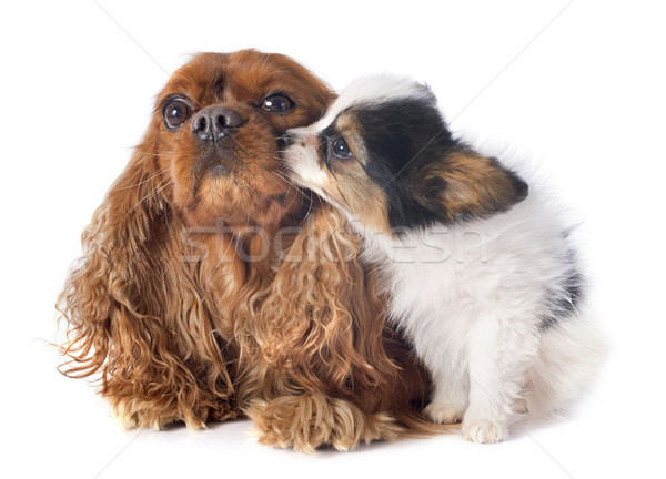 papillon puppy and cavalier king charles Stock photo © cynoclub