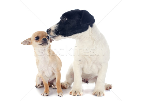 Foto stock: Dois · filhotes · de · cachorro · cachorro · terrier · branco · amigos