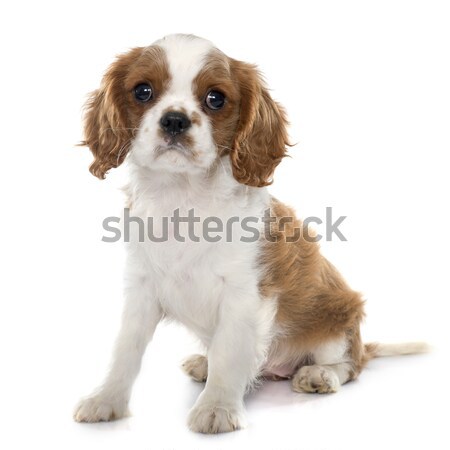 brittany spaniel Stock photo © cynoclub