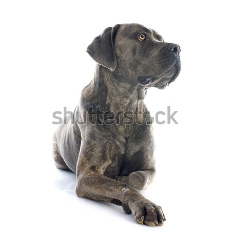 Italiano mastim branco cão estúdio masculino Foto stock © cynoclub