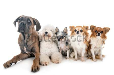 Mastim feminino cão cães medo animal de estimação Foto stock © cynoclub