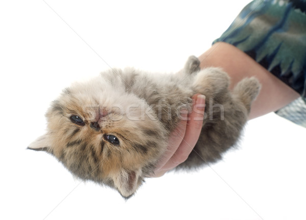 子猫 エキゾチック ショートヘア 手 白 幸せ ストックフォト © cynoclub