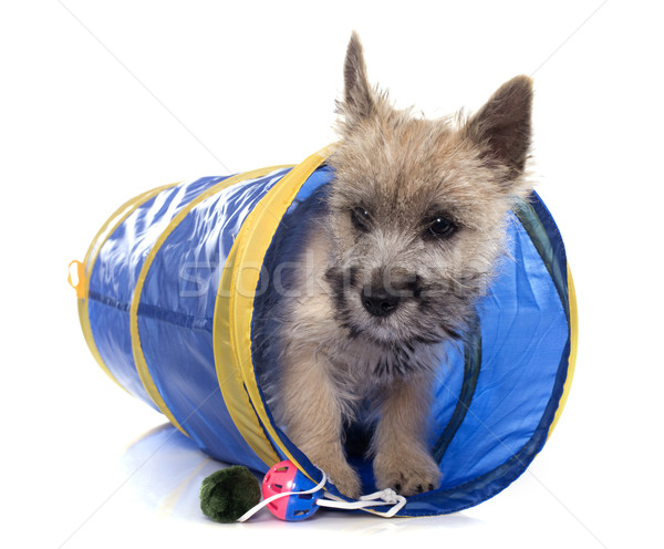 puppy cairn terrier Stock photo © cynoclub