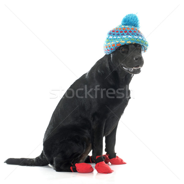 female black labrador retriever and socks Stock photo © cynoclub
