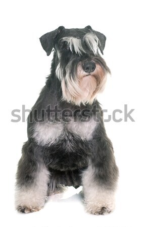 Bianco nero miniatura schnauzer studio nero Foto d'archivio © cynoclub