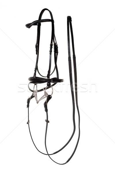 bridle for horse Stock photo © cynoclub