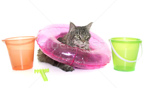 tabby maine coon in holiday Stock photo © cynoclub