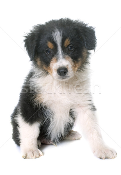 [[stock_photo]]: Chiot · pasteur · studio · blanche · noir