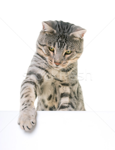 bengal cat in studio Stock photo © cynoclub