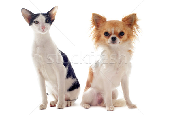 oriental cat and chihuahua Stock photo © cynoclub
