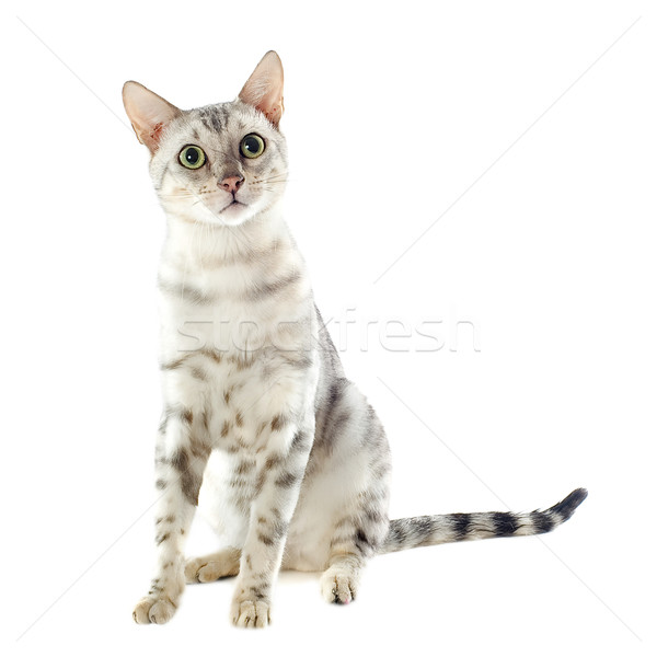 Stok fotoğraf: Bengal · kedi · portre · beyaz · hayvan