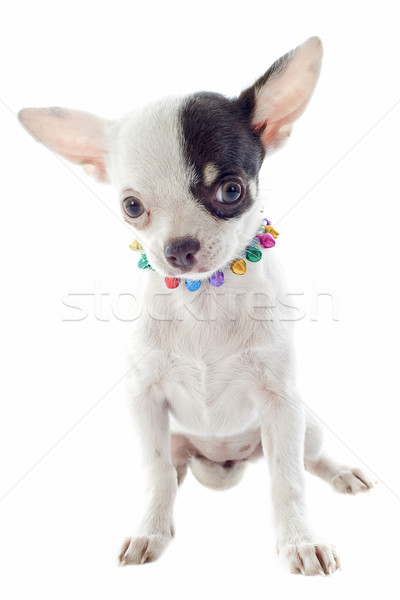 Puppy portret cute jonge studio Stockfoto © cynoclub