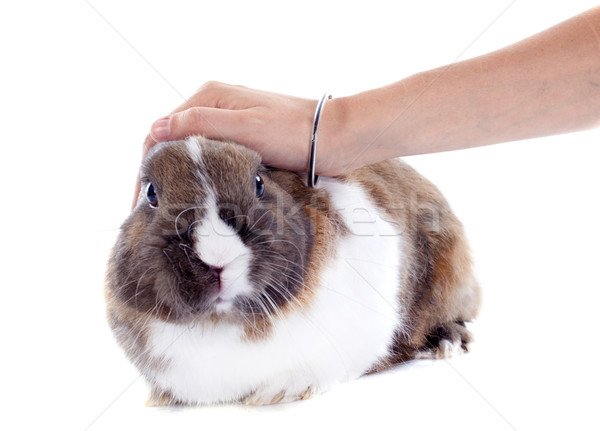 stroking rabbit Stock photo © cynoclub