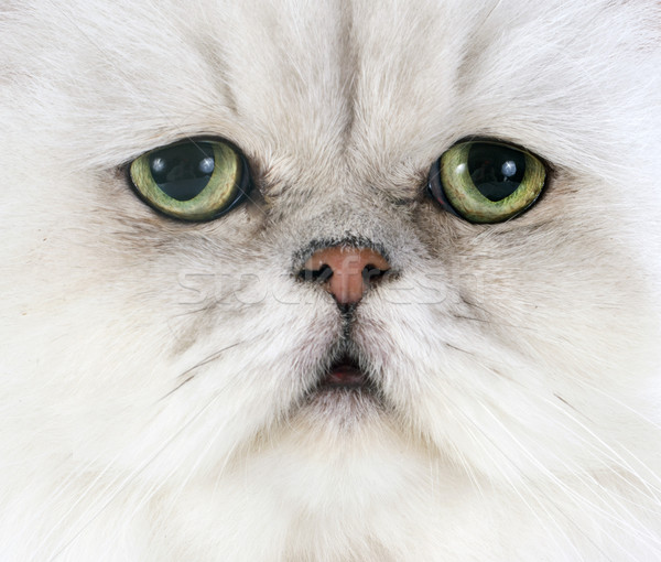 Branco gato persa gato verde cabeça animal de estimação Foto stock © cynoclub