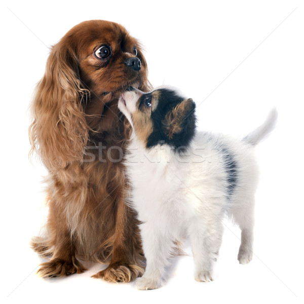 papillon puppy and cavalier king charles Stock photo © cynoclub
