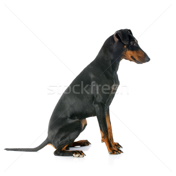 Manchester terrier weiß schwarz Studio Haustier Stock foto © cynoclub