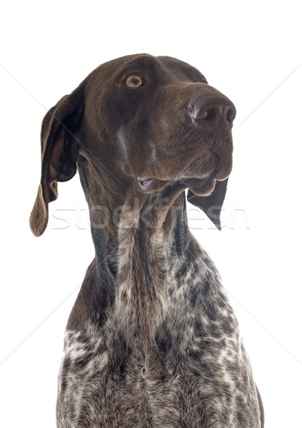 German Shorthaired Pointer Stock photo © cynoclub