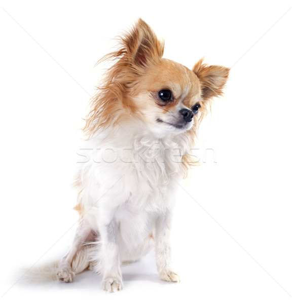 Porträt cute reinrassig Hund weiß Studio Stock foto © cynoclub